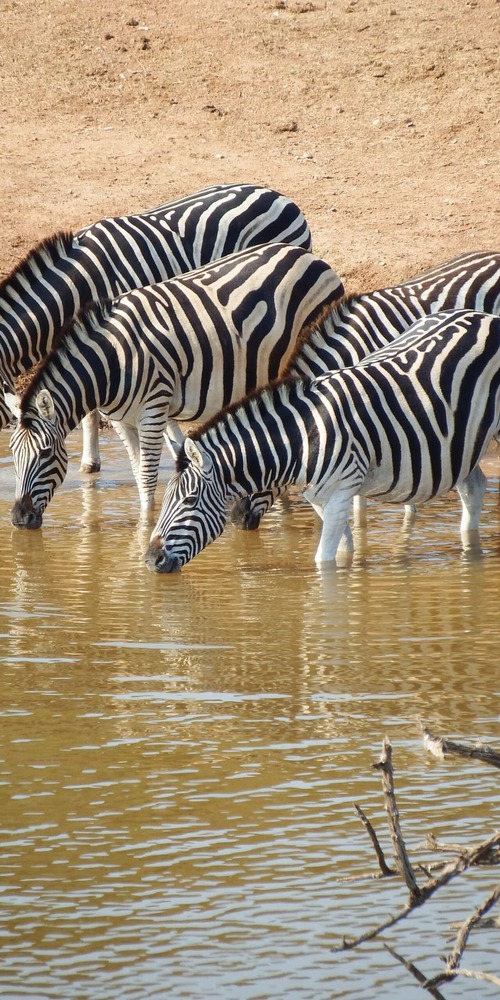 Sura Safaris safari vehicle in the Serengeti