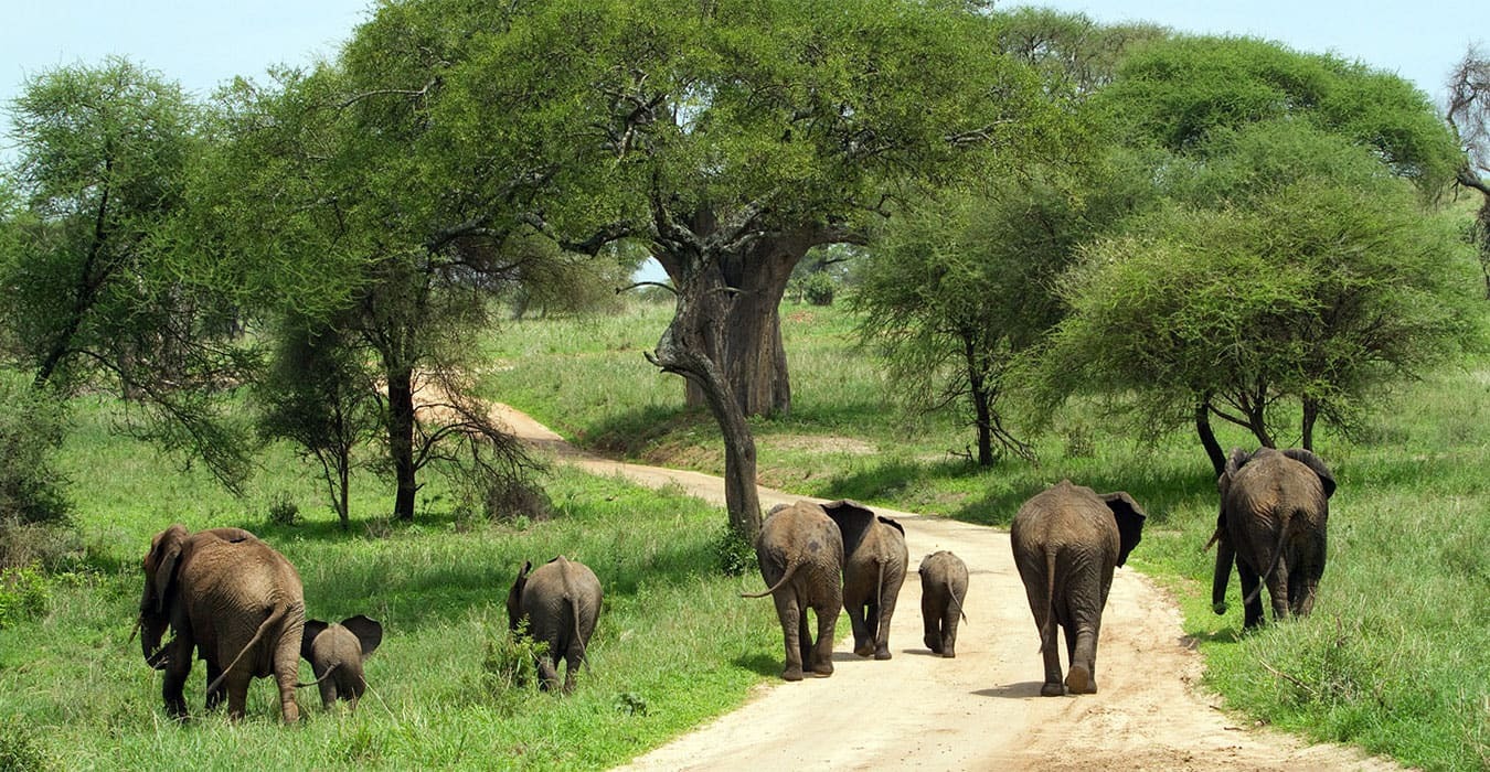 Tanzania safari landscape