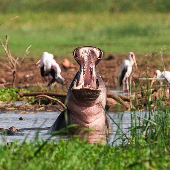 Lake Manyara