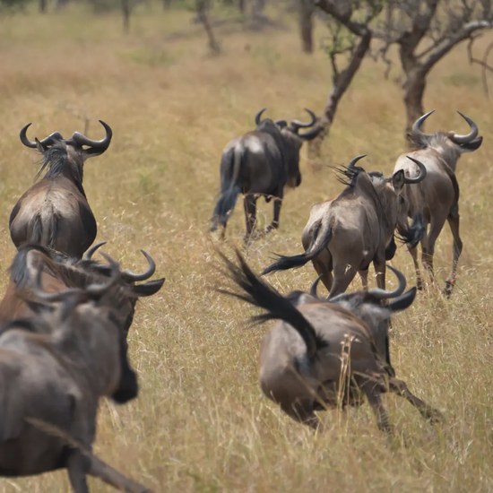 Serengeti National Park