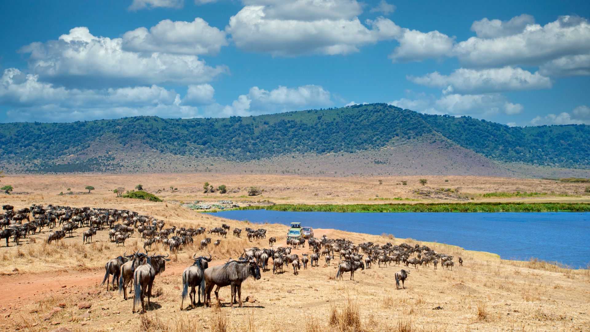 4-Day Safari Package