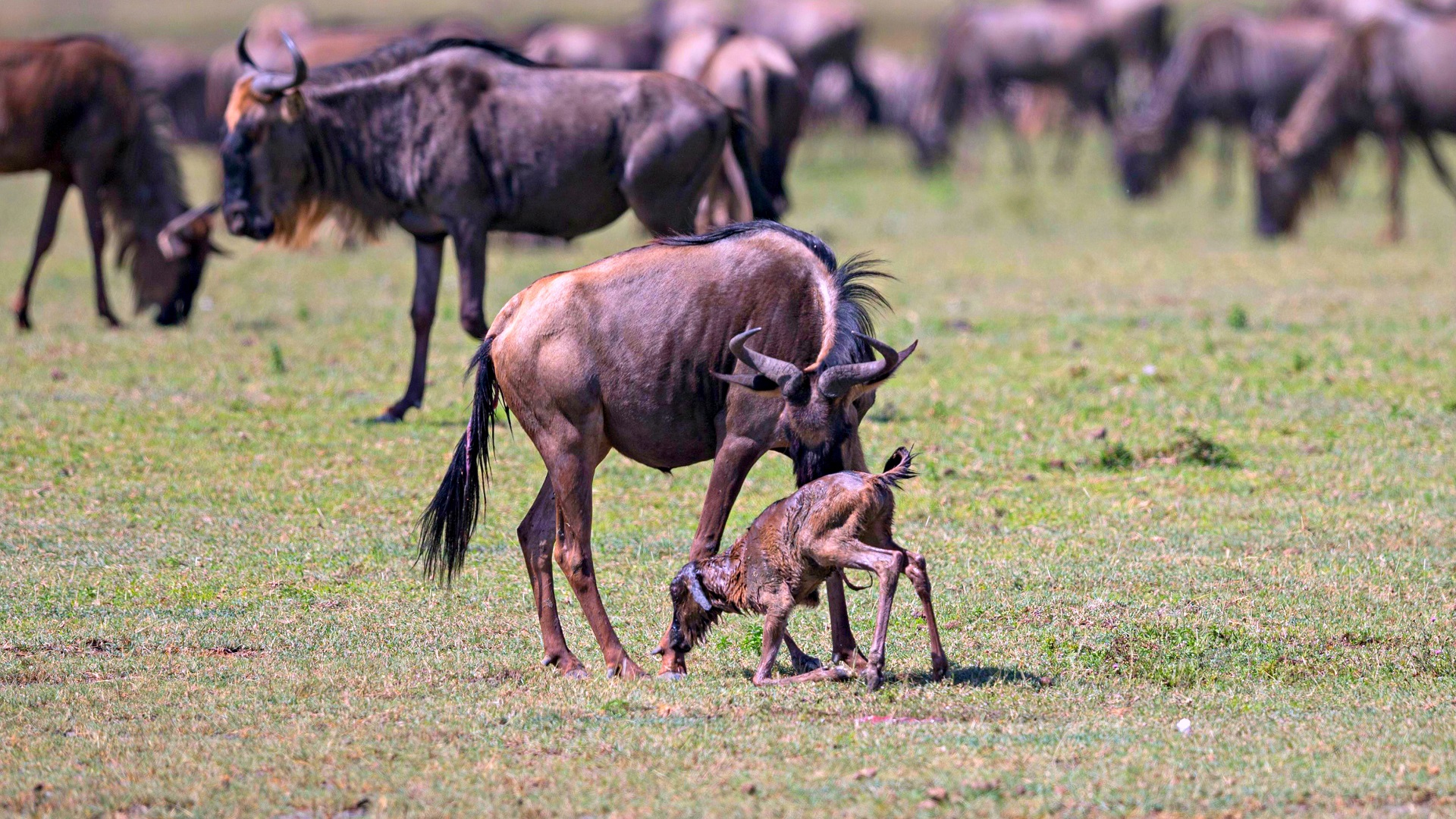 9-Day Calving Season Safari