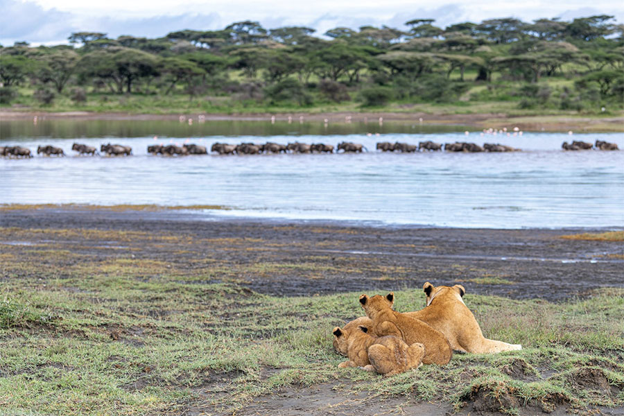 9-Day Calving Season Safari