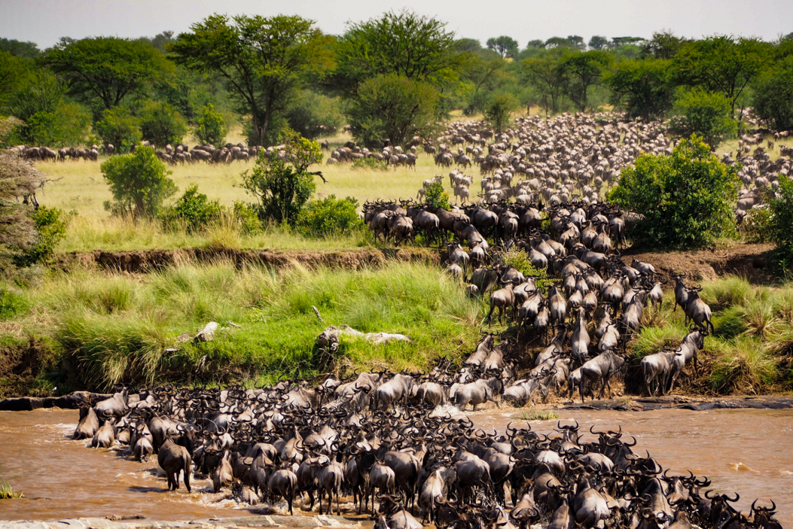 9-Day Wildebeest Migration Safari