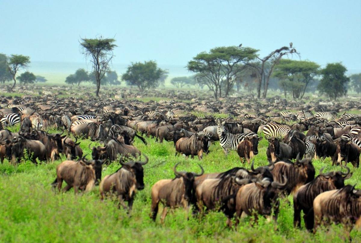 9-Day Wildebeest Migration Safari